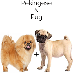 Puginese Dog